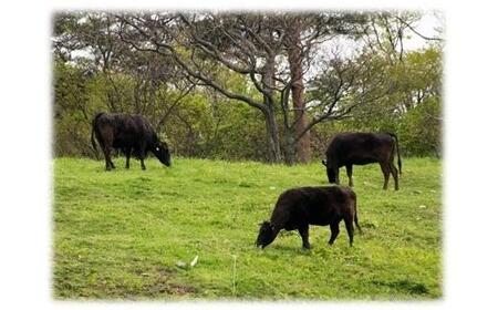 【1月数量限定お届け】佐渡和牛切り落し(冷凍)400g