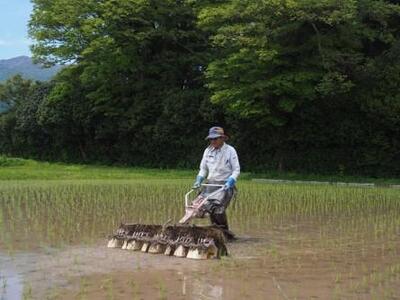 【先行予約】【令和6年産】農薬不使用　佐渡産コシヒカリ 玄米3kg