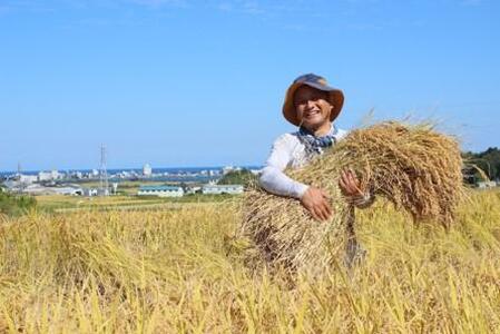 【先行予約】【令和6年産】農薬不使用　佐渡産コシヒカリ 玄米3kg