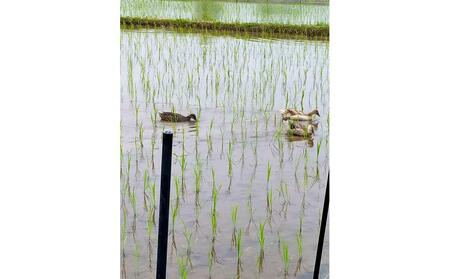 【令和7年度産】高島農場の農薬不使用コシヒカリ精米10kg