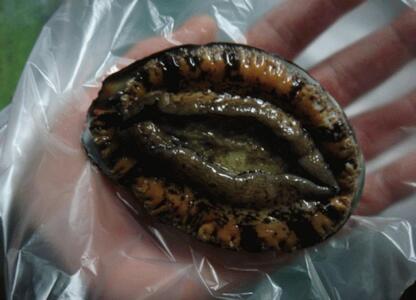 日本海 佐渡産 荒海育ち天然活あわび2枚(200g見当)