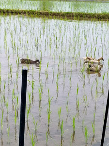 高島農場のおこげせんべい6袋【農薬不使用】