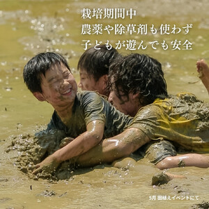 新潟県佐渡産 令和7年産 【にこまる】 玄米 5kg