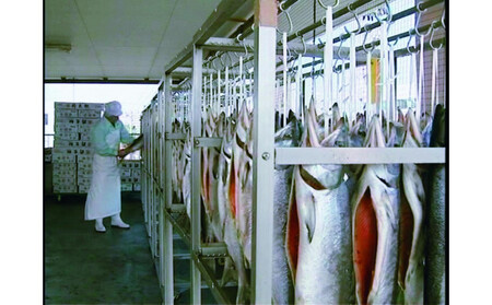 【訳あり】佐渡産ふっくら銀鮭（切り落とし　１ｋｇ）