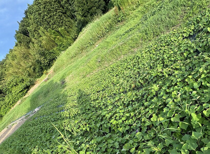 とんちぼ農園の佐渡産干し芋紅はるか100g×5袋