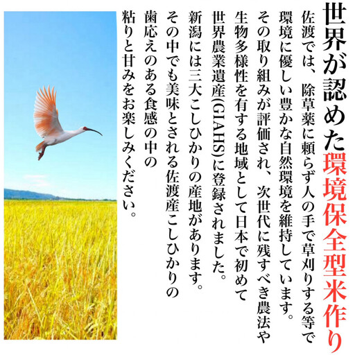 佐渡島産 減農薬特別栽培米こしひかり 真空パック 900g×6袋セット