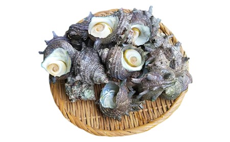 佐渡島産 活さざえ(小)2.2kg(40個前後)