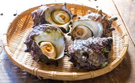 佐渡の天然活さざえ 約1.5kg(10~13個)