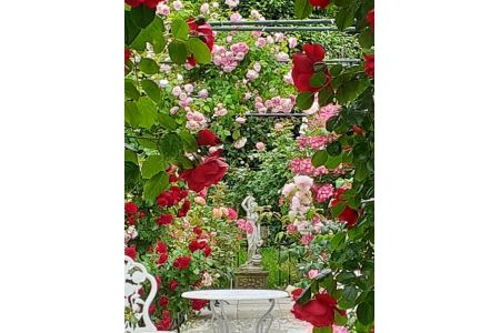 バラと猫に癒やされるローゼンキャット宿泊プラン（1名様）