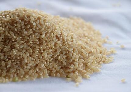 自社栽培米佐渡産こしひかり（玄米10kg）6カ月定期便