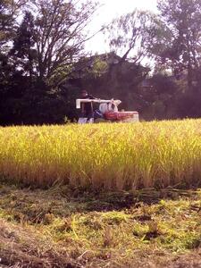 高島農場の農薬不使用コシヒカリ30kg玄米