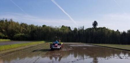 【令和7年産】新潟県佐渡産コシヒカリ20kg<無洗米>5kg×4