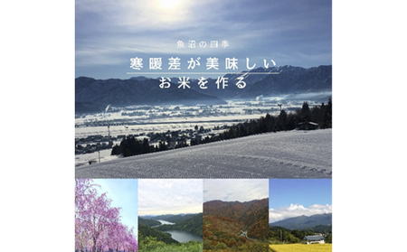 令和7年産 ブランド米 魚沼産コシヒカリ 無洗米 10kg（5kg×2袋） お米 