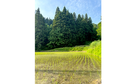 【令和7年産】魚沼産コシヒカリ(精米)10kg