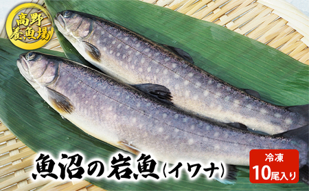 魚沼の岩魚（イワナ）冷凍10尾入り