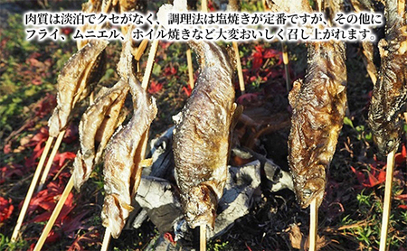 魚沼の虹ます （ニジマス） 冷凍12尾入 （ 虹ます にじます ニジマス 虹鱒 マス ます 鱒 魚 川魚 小分け 海鮮 魚介 魚介類 魚沼 ）