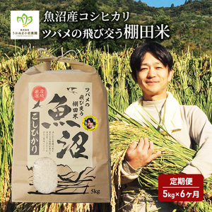 米 定期便 6ヶ月 ツバメの飛び交う 棚田米 5kg コシヒカリ 精米 白米 お米 魚沼産コシヒカリ 新潟米 新潟 魚沼市 定期 6回