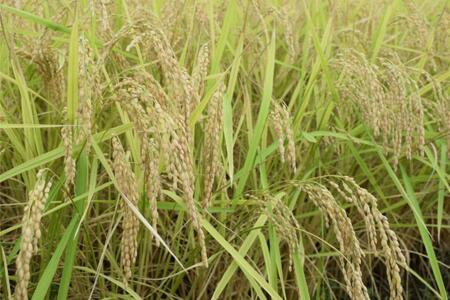 新潟県南魚沼市の豊かな自然が育んだ、極上のコシヒカリ　5kg