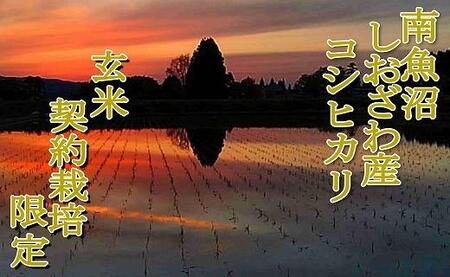 【令和7年産】【玄米２Kg】●玄米● 生産者限定 南魚沼しおざわ産コシヒカリ
