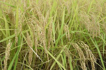 【定期便】新潟県南魚沼市の豊かな自然が育んだ、極上のコシヒカリ　5キロ×3か月