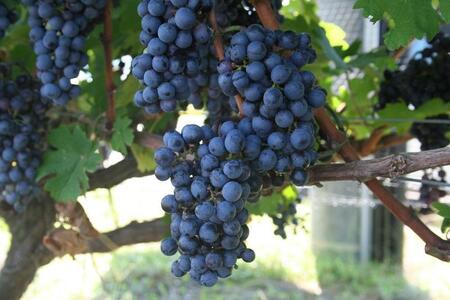 <アグリコア越後ワイナリー>ゆきむろおばけ 雪室熟成赤ワイン【高島屋選定品】