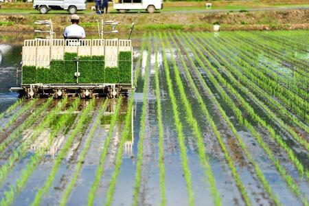 【令和7年産新米】南魚沼君沢産こしひかり 白燦々5kg（従来品種）