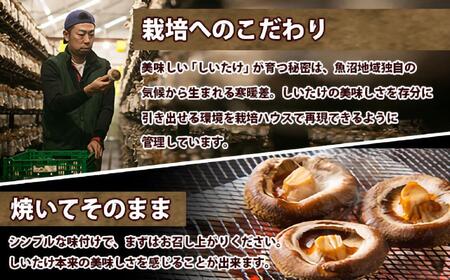 【無地のし】 南魚沼産 八色 しいたけ 1kg シイタケ 椎茸 生しいたけ きのこ キノコ 肉厚 越季 新潟県 南魚沼市