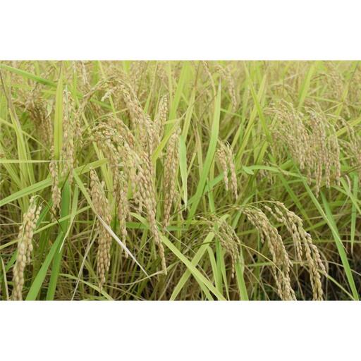 【令和8年産・新米予約・定期便】新潟県南魚沼市の豊かな自然が育んだ、極上のコシヒカリ　5kg×6か月【2026年9月下旬より1ヶ月以内に順次発送予定】