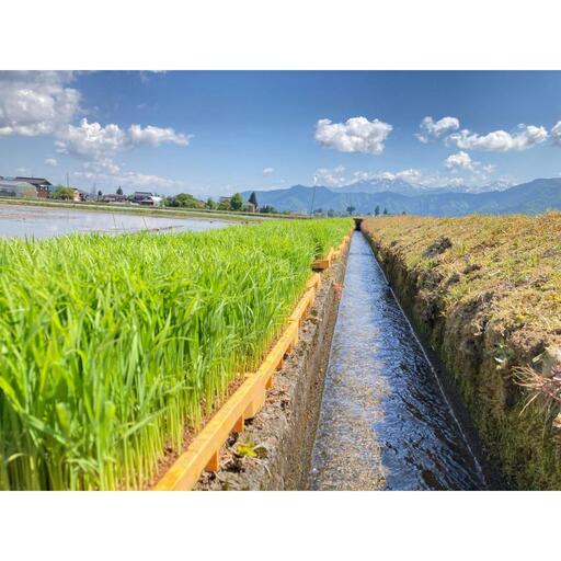 【令和8年産・新米予約・定期便】新潟県南魚沼市の豊かな自然が育んだ、極上のコシヒカリ　5kg×6か月【2026年9月下旬より1ヶ月以内に順次発送予定】