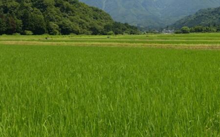 令和7年産「五つ星お米マイスター」の南魚沼産コシヒカリ 精米2kg