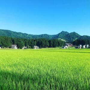 南魚沼塩沢産　従来型コシヒカリ　白米５ｋｇ×６回（定期便）