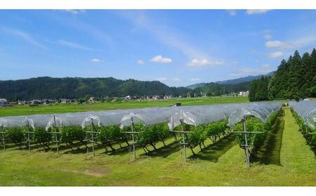 南魚沼産カベルネソーヴィニヨンワイン飲み比べ３本セット