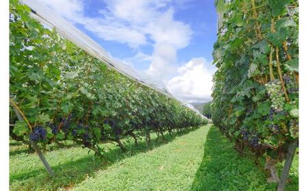 南魚沼産カベルネソーヴィニヨンワイン飲み比べ３本セット