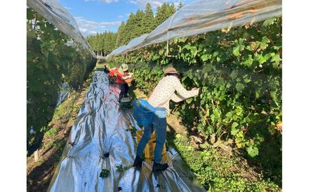 南魚沼産カベルネソーヴィニヨンワイン飲み比べ３本セット