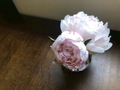 【白ピンク】朝摘みシャクヤク 10本【テーブル彩る】【2026年5月中旬より発送予定】