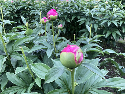 【白ピンク】朝摘みシャクヤク 10本【テーブル彩る】【2026年5月中旬より発送予定】