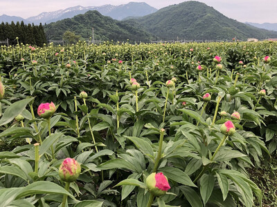 【白ピンク】朝摘みシャクヤク 10本【テーブル彩る】【2026年5月中旬より発送予定】
