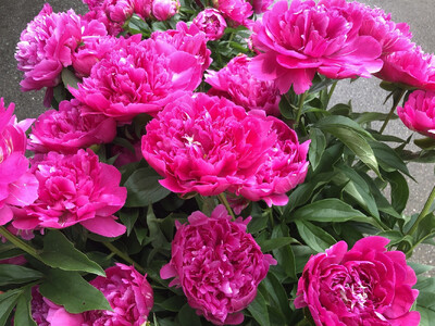 【白ピンク】朝摘みシャクヤク 10本【テーブル彩る】【2026年5月中旬より発送予定】