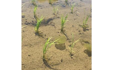 【令和7年産】【定期便・下旬お届け】2kg×3ヶ月　南魚沼産コシヒカリ