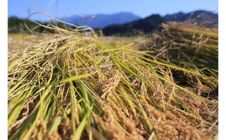 【令和7年産】【定期便・下旬お届け】5kg×3ヶ月 南魚沼産コシヒカリ