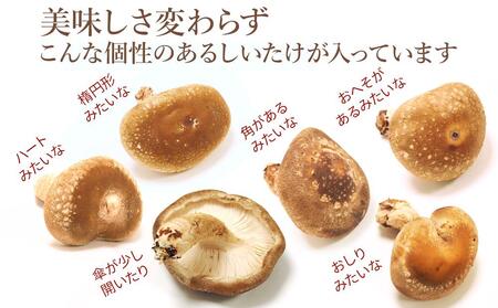 【JAみなみ魚沼定期便】家庭用「八色しいたけ」(750g×全12回) 訳あり 不ぞろい 農家応援 厚いにもほどがある