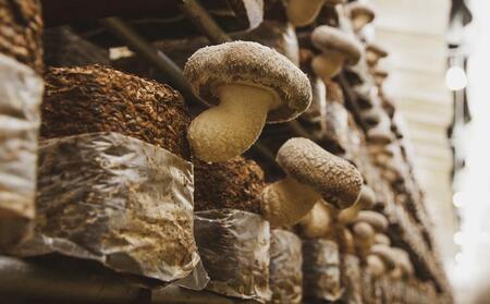 【JAみなみ魚沼定期便】家庭用「八色しいたけ」（1.5kg×全6回） 訳あり 不ぞろい 農家応援 厚いにもほどがある