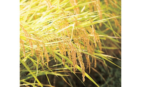 【R7年産】【定期便】南魚沼産コシヒカリ精米2kg×12回 山本家【従来品種】