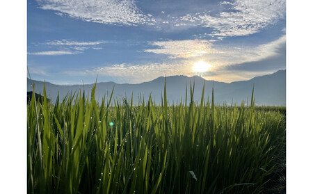 【令和7年産】南魚沼産こがねもち3kg　八海山の里で実りました。　　