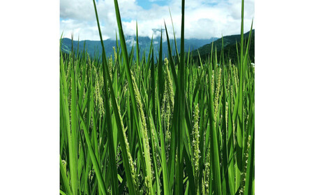 【令和7年産新米】南魚沼産こがねもち5kg　八海山の里で実りました。【2025年9月中旬より順次発送予定】