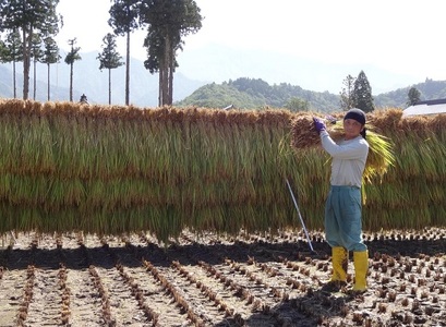 【令和7年産】【いしざかさん家の】塩沢産従来コシヒカリはざ掛天日干1.8kg
