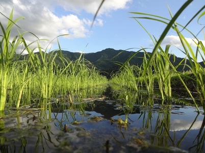 【令和7年産】【いしざかさん家の】塩沢産従来コシヒカリはざ掛天日干1.8kg