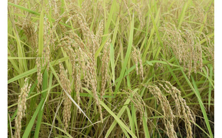 新潟県南魚沼産にじのきらめき 2kg 大粒・コシヒカリに負けない美味しさ!