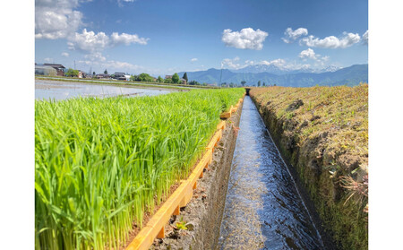 新潟県南魚沼産にじのきらめき 2kg 大粒・コシヒカリに負けない美味しさ!