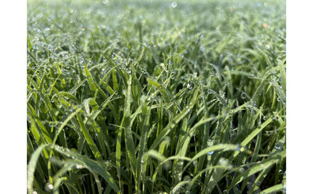 [令和7年産]  南魚沼産こしひかり5kg